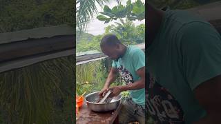 Grating Coconut Yard Man Style in Jamaica food jamaicasunrisetv caribbean yardmanstyle [upl. by Ddart]