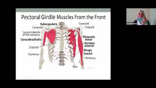 Biomechanics 2  Lec 2  Loads on Shoulder [upl. by Annahpos445]