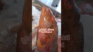 سمك لواطي طازج بحر ثول  Fresh Fish in Thuwal سمك fishmarket [upl. by Abe]