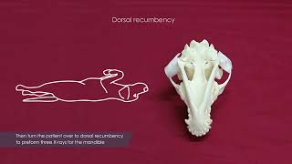 4DC iM3 Dental X rays Complete Guide to Canine X ray Positioning with the 4DC Dental Generator [upl. by Hannahc522]