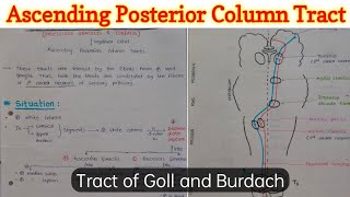 Ascending and Descending Spinal Cord Tracts Made Easy [upl. by Mckenna]