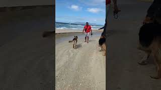 Germans at Muizenberg Beach ⛱️ 🐕foryou germanshepherd [upl. by Aicilet]