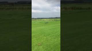 Handley Page Heyford Heavy Bomber rc plane [upl. by Bannerman]