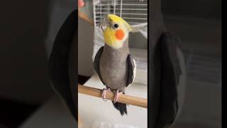 Baby cocktail singing song nonstop new cocktail singingsong parrot vairalvideo viralshort [upl. by Adnarram541]