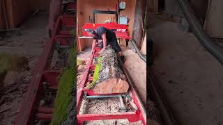 Gestocke Buche auf der Woodmizer LT 15 woodmizer sawmill sägewerk [upl. by Neslund238]