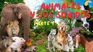 ¡Sonidos y Datos Curiosos de Animales Video Educativo y Divertido para Niños Parte 1 [upl. by Hollinger]