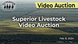 Superior Livestock Auction  Video Auction [upl. by Sirtemed502]