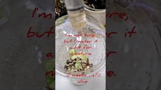 Tissue culture  Acclimatization process youtube shorts youtubeshorts monstera plants fyp [upl. by Ymarej]