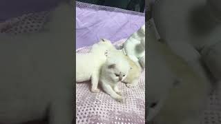 Cute little Scottish kittens were just sleeping and now they are awake asmr catvideo kittens [upl. by Lesnah]