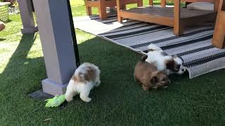 Evie’s Playday video shichon shihtzu bichon timbercreekpuppies [upl. by Gilberte]