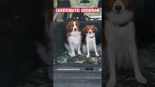 Dutch Decoy Dog All About the Kooikerhondje Breed  shorts [upl. by Frederich]