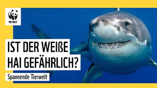 Weißer Hai  spannende Begegnungen animals greatwhiteshark [upl. by Riocard]