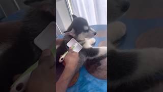 ചെറുക്കനെ ഗ്രൂം ചെയ്തു സുന്ദരനാക്കി  Puppy Grooming  puppy grooming viral malayalam trending [upl. by Eilliw]