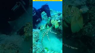 Lobster hunting from the deep sea।🧐 shortvideo amazingfacts [upl. by Janeen]