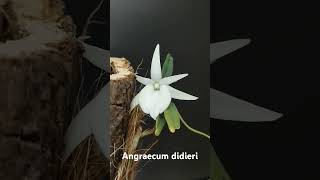 Angraecum didieri orchid angraecum [upl. by Toombs854]