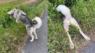 Clumsy Dog Face Plants Into Ditch And Gets Stuck With [upl. by Isoj]