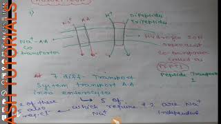 ABSORPTION OF AMINO ACIDS DIPEPTIDES TRIPEPTIDESANTIGENFUNCTION OF M CELLS [upl. by Rodney]