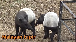 Cute Malayan tapir couple じゃれあうマレーバクが可愛い 【多摩動物公園】 [upl. by Kalindi357]