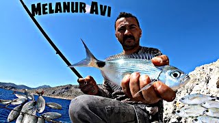 Melanur Balığı Avı  Melanur Nasıl Yakalanır ve Taktikleri  MARMARİS [upl. by Nani]