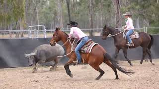 Dalby Stockhorse Sale 24 Armada Convict Lot 94 [upl. by Etiragram487]