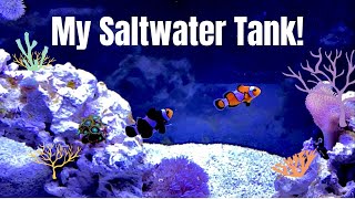 My 20 Gallon Saltwater Fish Tank [upl. by Ahsenik]