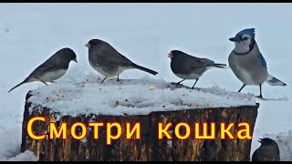 Голодные птицы Птицы для кошек [upl. by Aleedis433]