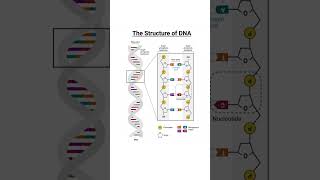 Linkage between sugar and Nitrogen base in DNA Different linkagebond in DNA shorts biochem [upl. by Aisauqal35]