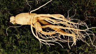 Ginseng and the Health Benefits  1 Minute Microlearning [upl. by Vullo]