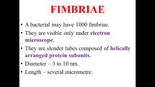 Fimbriae [upl. by Ataynik]