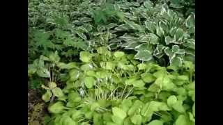 WISCONSIN SHADE GARDEN TOUR  WOODLAND [upl. by Ethelinda111]