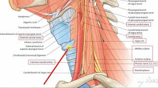 Nerves deep to sternomastoid 2 [upl. by Cayla821]