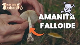 Funghi delle Dolomiti 🍄  E9 Tignosa verdognola VELENOSO MORTALE [upl. by Aicatsanna]