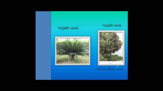 GCE OL Grade 10 Science Sinhala lesson 1 [upl. by Nashoma]