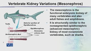 Vertebrate Kidney Variations Mesonephros  Animal Form amp Function 2 Theory  ZOO517TTopic094 [upl. by Einot]