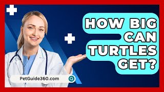 How Big Can Turtles Get  PetGuide360com [upl. by Isobel261]