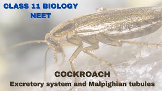 Excretory System of cockroach  Class 11 BiologyNEET [upl. by Camilo]