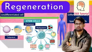 Regeneration Complete Process  Types  Mechanism  Regeneration in Invertebrates or Vertebrates [upl. by Pozzy]