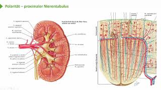 Allgemeine Histologie I Epithelien Gemeinsame Merkmale  Polarität I Prof Dr med Wirth [upl. by Ssidnac]