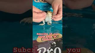 iconic frog reptiles pets animals shortvideo reels shorts shortsfeed fyp dance [upl. by Alhak628]