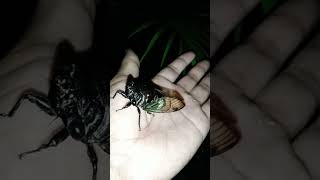 Tonggeret pada malam hari  cicadas [upl. by Aissat971]