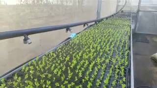 Using an automated misting system in the Bale Verde Rooftop greenhouse  Greengold Farms [upl. by Nelda]