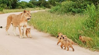 Lion Cub Helps Mom Call for Siblings [upl. by Steel]