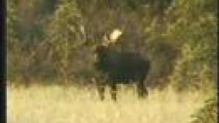 The quotBull magnetquot Moose Call [upl. by Rigdon]