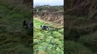 Young English Setter finding scent for the first time [upl. by Ellehsad]