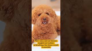 Maltipoo dogs 🐕 5 FACTS [upl. by Hazaki]