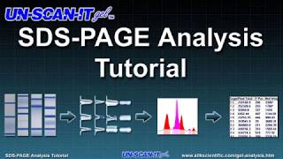 SDS PAGE Analysis Tutorial [upl. by Wun]