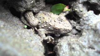 Blanchards Northern Cricket Frog Acris crepitans [upl. by Martz]