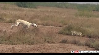 greyhound hunting  khargosh ka shikar  rabbit hunting with dogs [upl. by Fanechka]