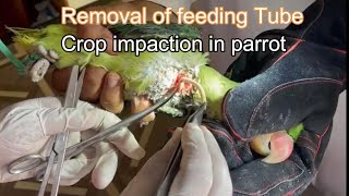 crop impaction in parrot rubber tube feeding fixed in crop remove tube by operation [upl. by Noseaj]