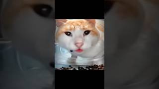 Cats cat edit Mrbroofyt [upl. by Leval949]